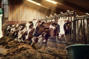 keeping livestock cool