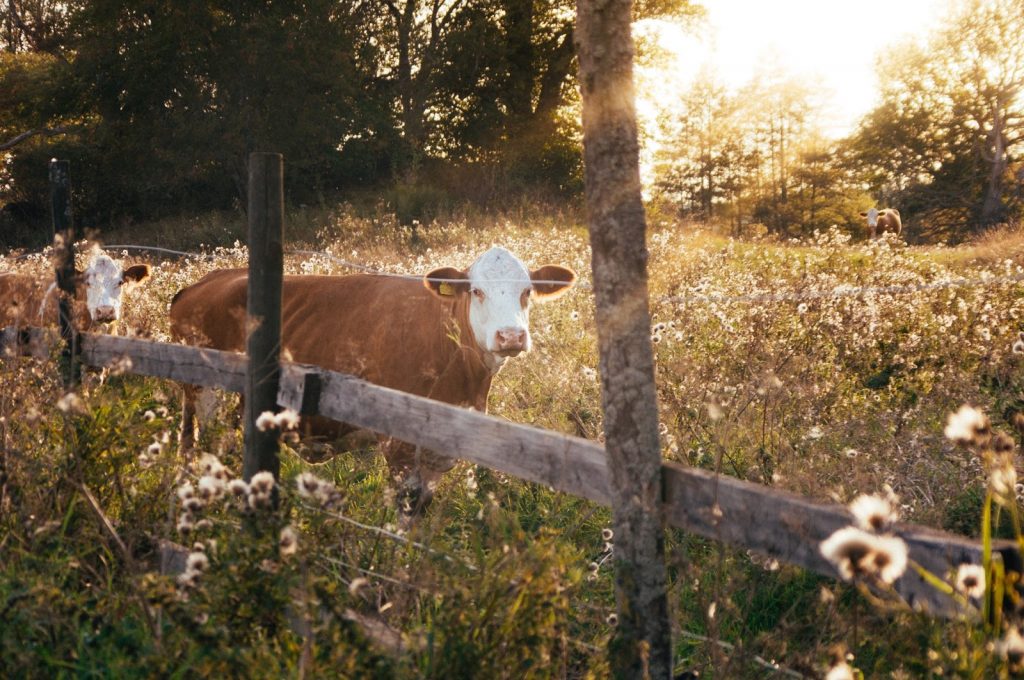 a cow in a field