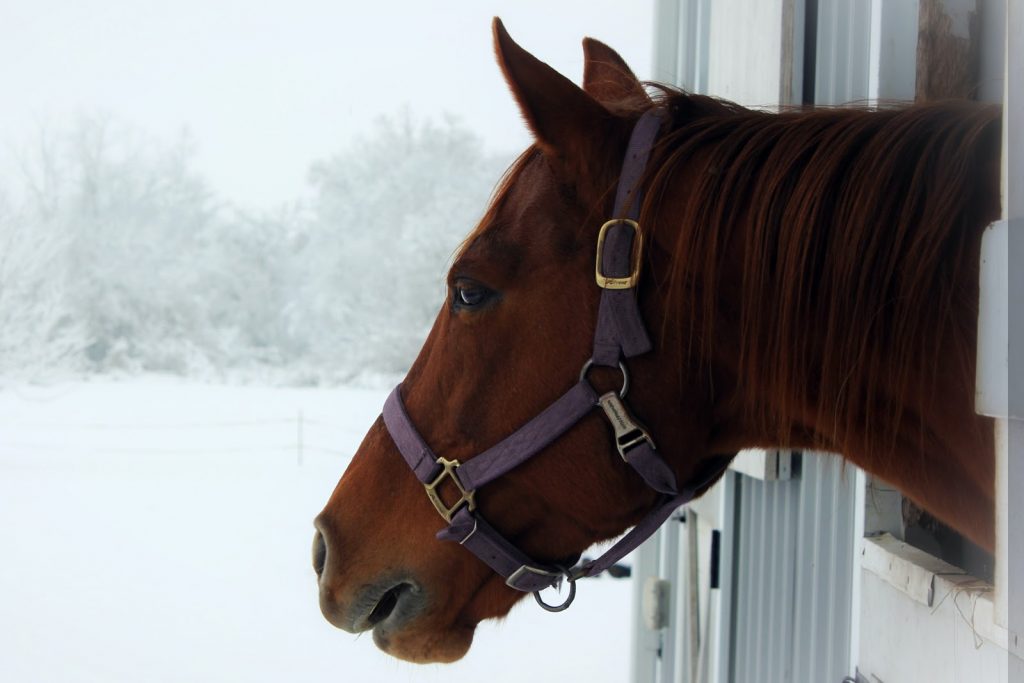 a horse looking out a window at a snowy field