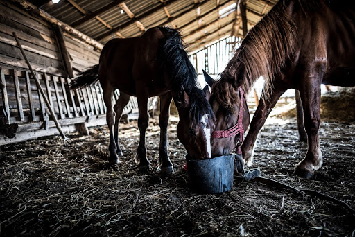 a pair of horses eating out of a trough