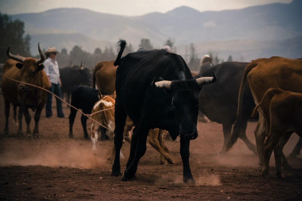 some cattle in a herd while a farmer looks on