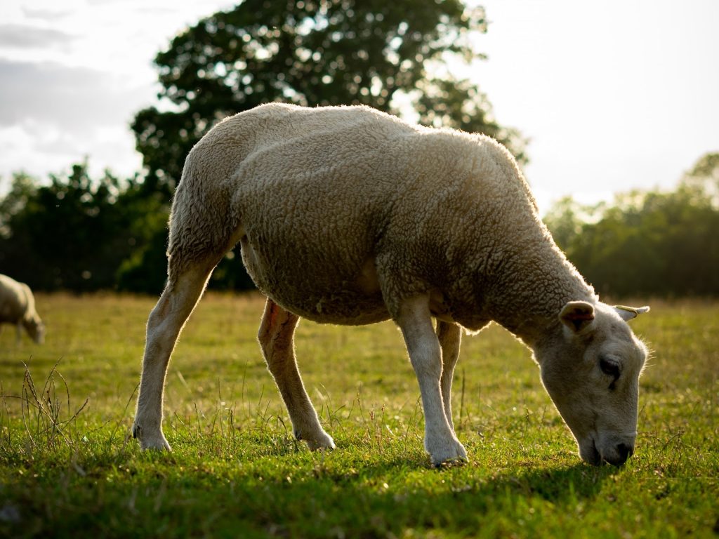a sheep eating some grass