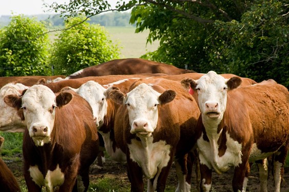 Livestock Waterers - Providing the Best For Your Cattle