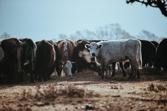 Livestock Waterers - A Guide