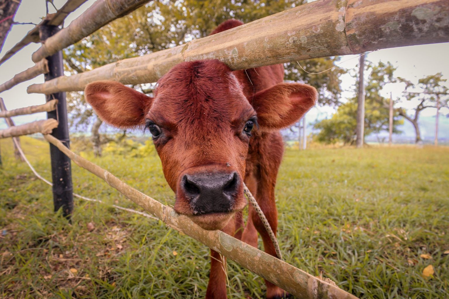 Does your Farm Need Livestock Waterers? SPI Plastics