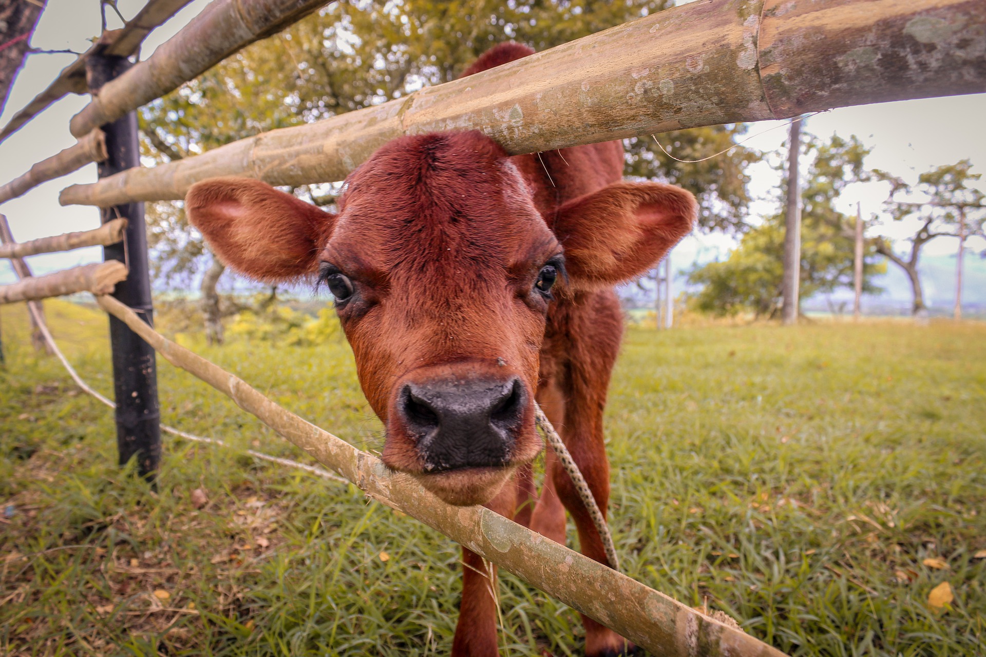 Does your Farm Need Livestock Waterers?