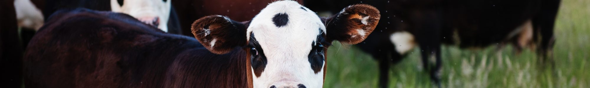 A herd of black, white and brown cows in a grass field.