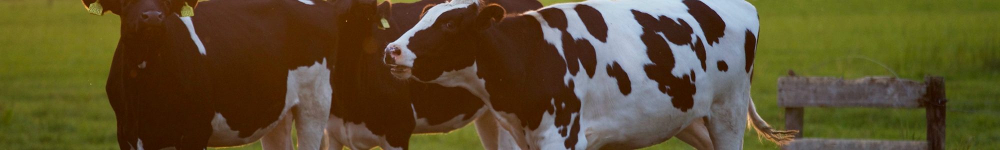 Three black and white cows in a grass field.