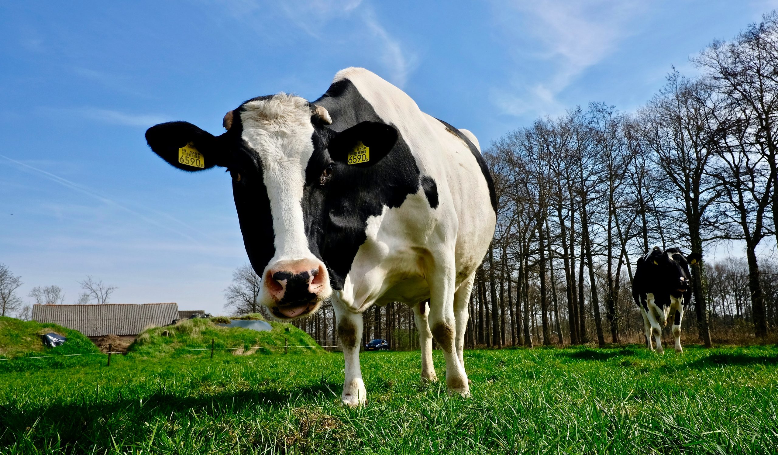 A Guide to Keeping Your Livestock Healthy SPI Plastics