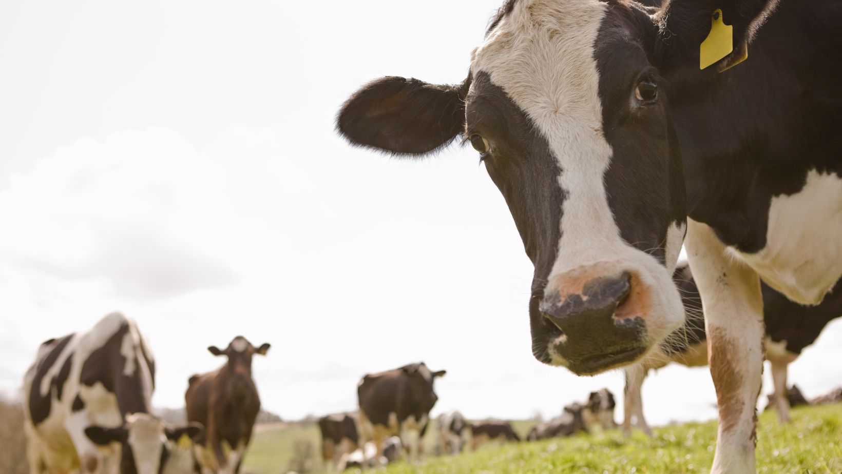 Cattle Farming 101 The Basics of Caring for Your New Cows SPI Plastics