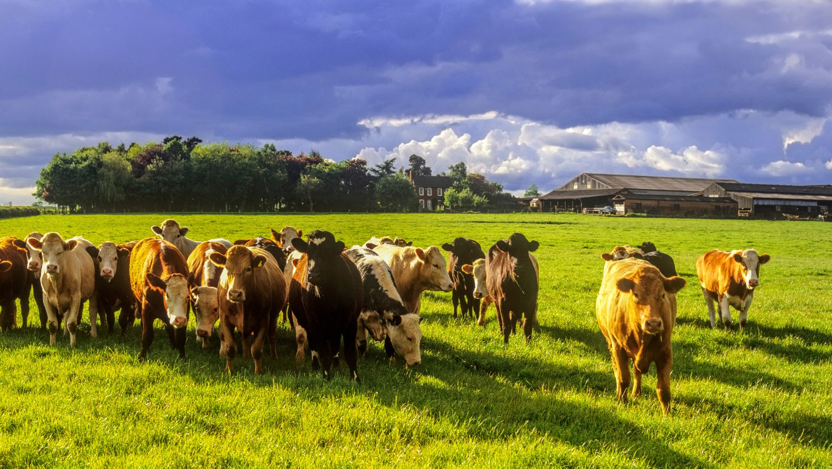 Water Trough Vs Livestock Waterers What Is Best For Your Cattle SPI