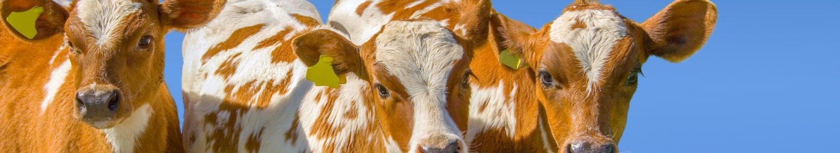Three brown and white cows standing in a row.