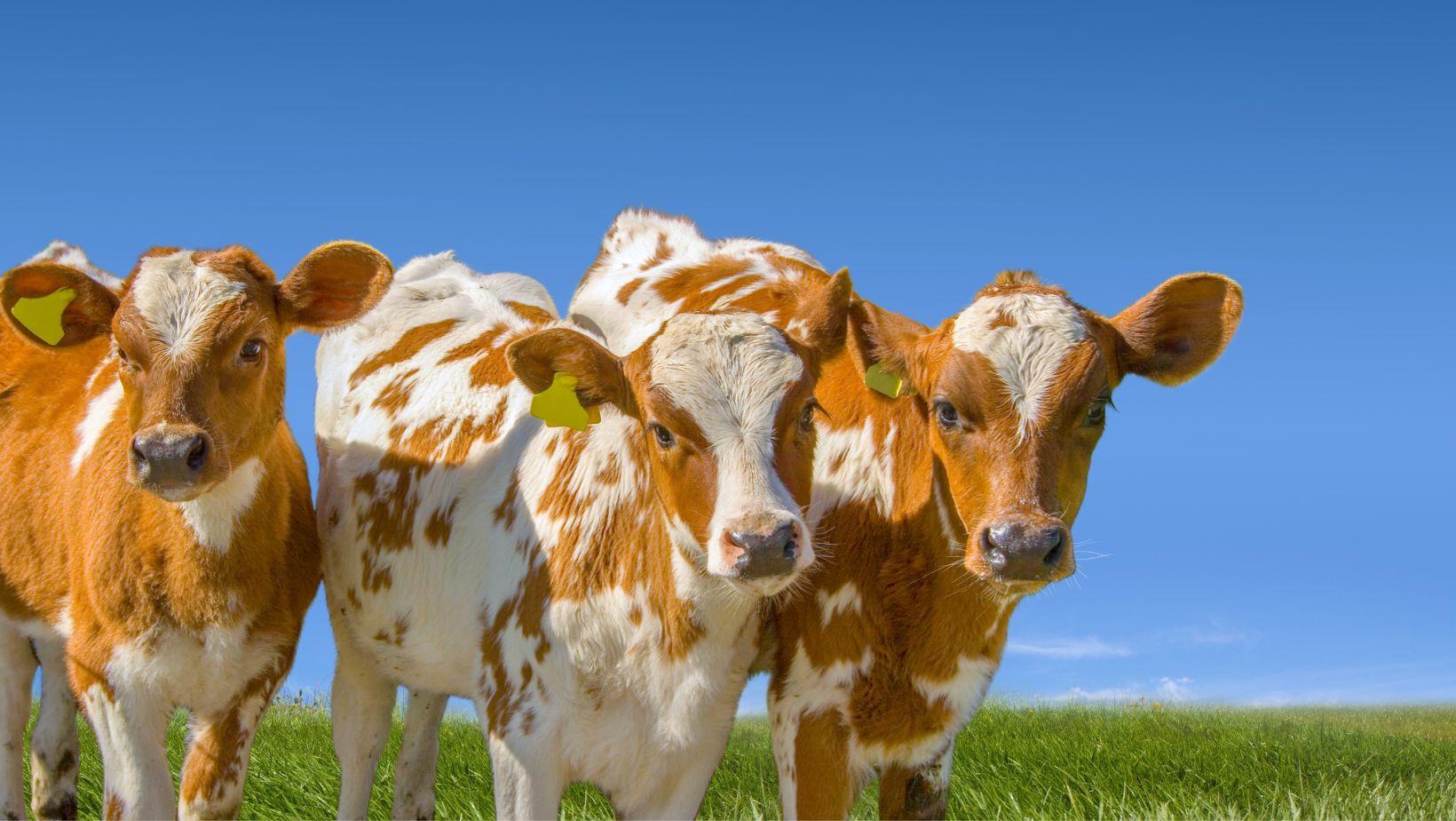 The 8 Most Important Things to Consider When Starting a Livestock Farm SPI Plastics