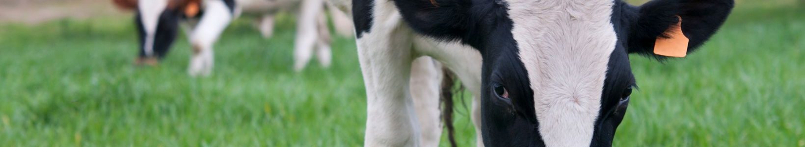 Two black and white cows eating grass.