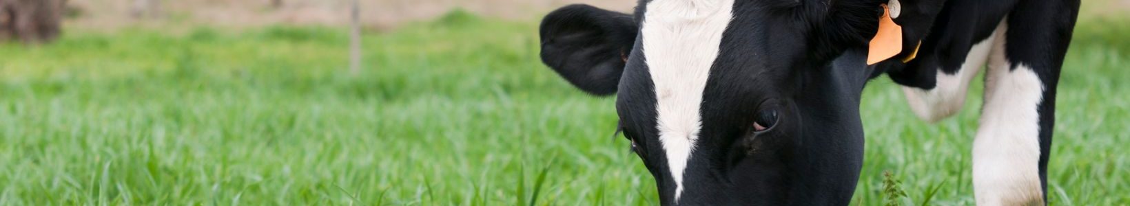 A black and white cow eating grass.