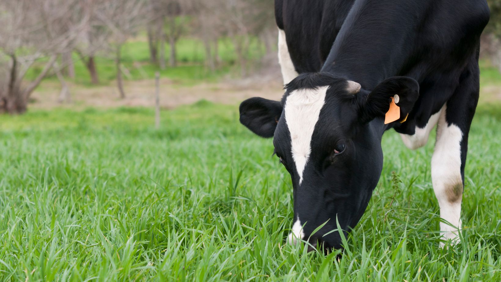 Investing in a Livestock Waterer SPI Plastics