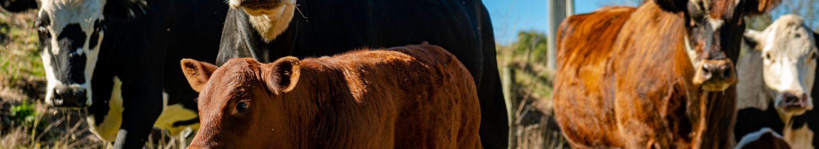 a herd of cows.