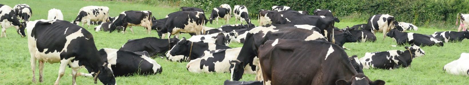 A herd of black and white cows eating grass.