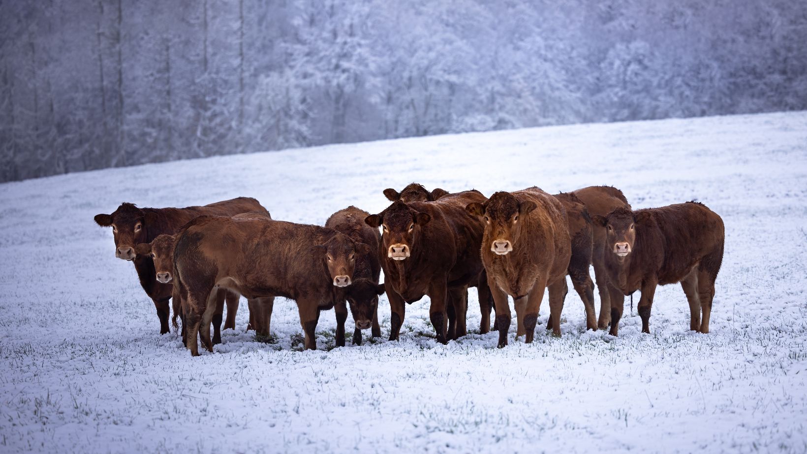 How Livestock Waterers Can Revolutionize Winter Livestock Care SPI