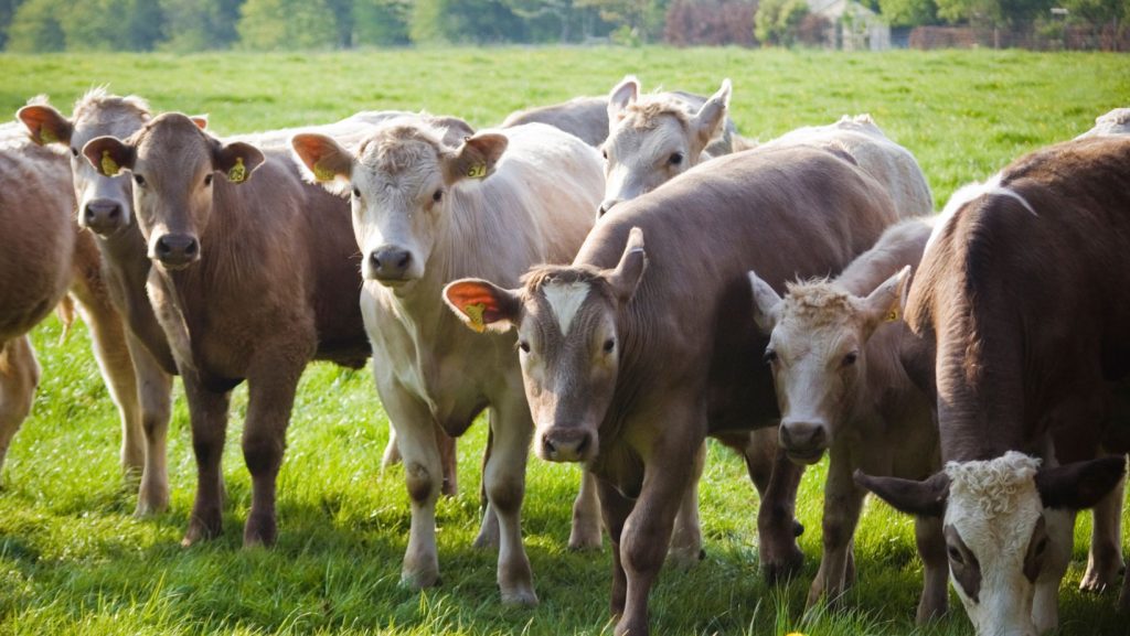 Livestock on a pasture