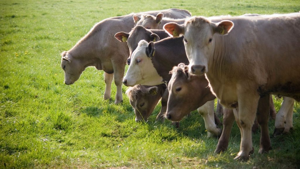 Livestock in a field