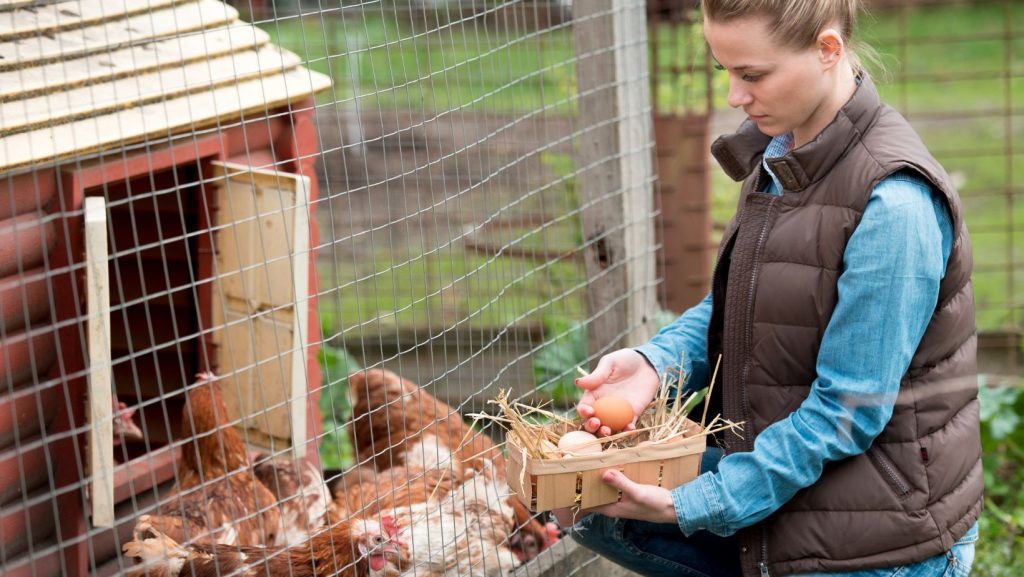 Livestock farmer tending to chickens outside of coop