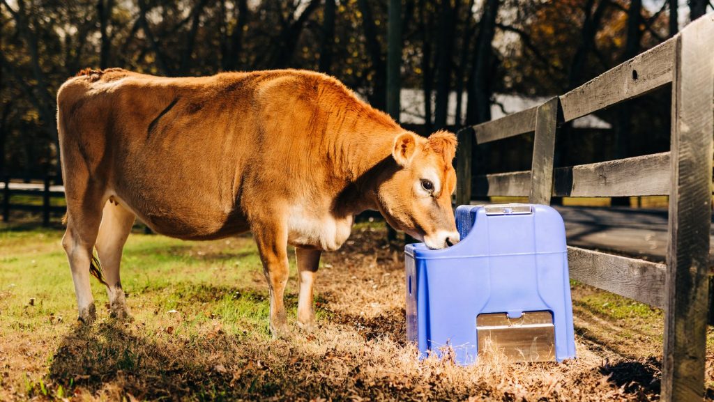 Livestock eating or drinking from a trough