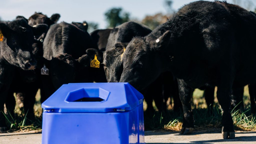 Livestock in front of a watering trough