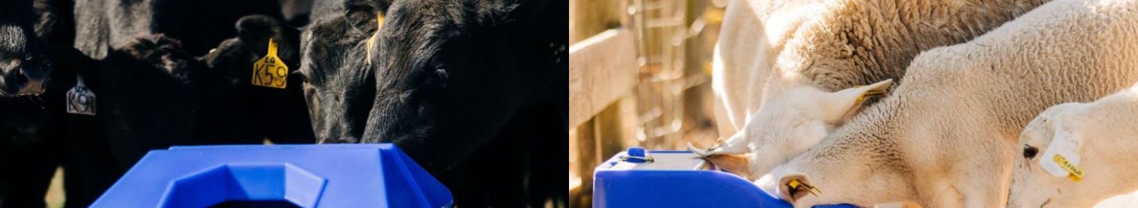 Split image: Left side shows black cattle gathered around a blue water trough on grass; right side features white sheep drinking from a similar trough by a fence.