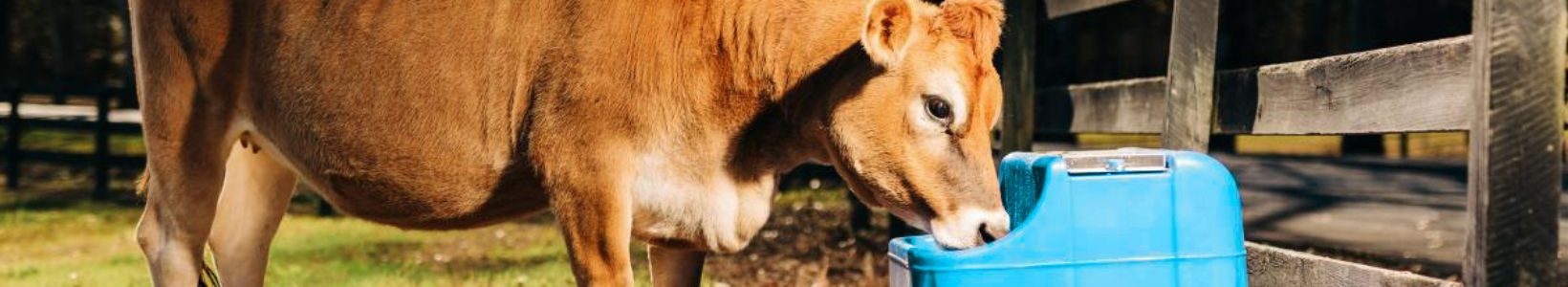 A brown cow drinks from a blue water trough near a wooden fence on a sunny day. The background has trees and grass, creating a serene rural scene.